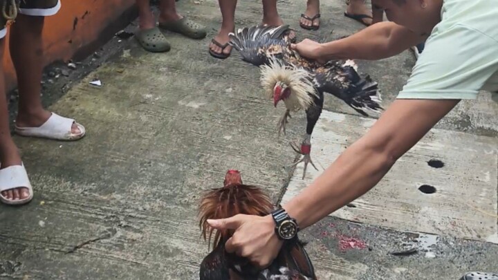 Eh hindi tumuka