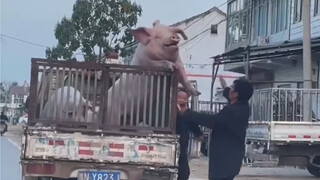 “这头猪……害我笑了整整2天2夜’”