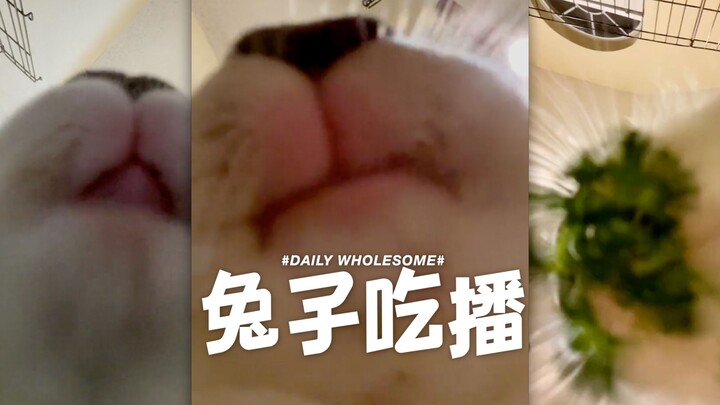 Immersive first-person rabbit mukbang