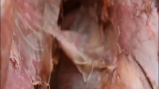 Thịt đà điểu có gì ngon?? 🤔🤤 #monngonmoingay ( End rồi )