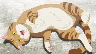 Moment Ketika Lu Ketemu Kucing