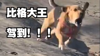 统统闪开！比格大王驾到！！！