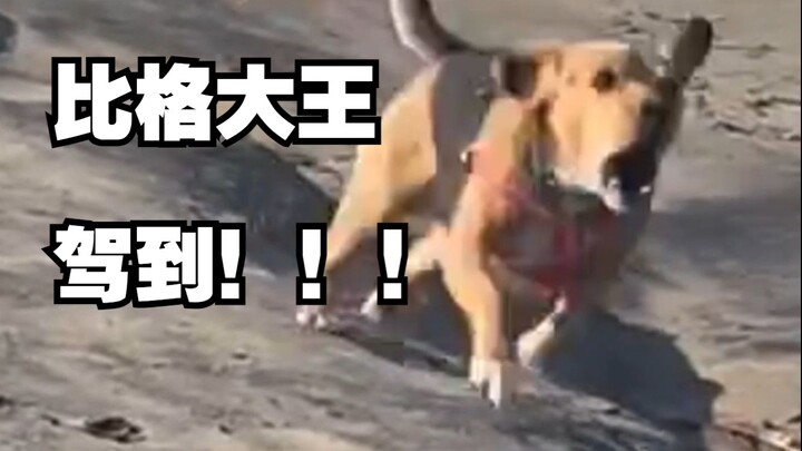 统统闪开！比格大王驾到！！！