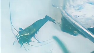 螃蟹：这人盐都不盐了