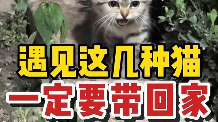 这4种报恩流浪猫，捡到一定要带回家！
