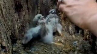大哥 这方脸儿谁啊！