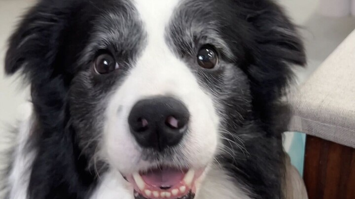 When I tried to teach the Border Collie to guard the house.