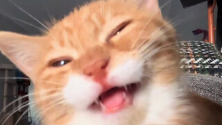 Kucing kecil: Hei, kamu akhirnya datang juga～