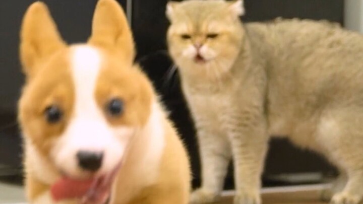 【Koki terbalik】Kucing: Kok bisa ada yang suka Koki, anjing keparat itu?