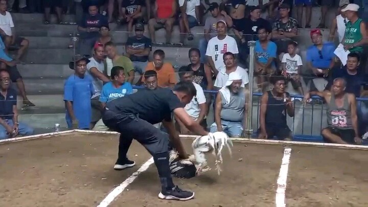2nd fight (kelso) gagamba