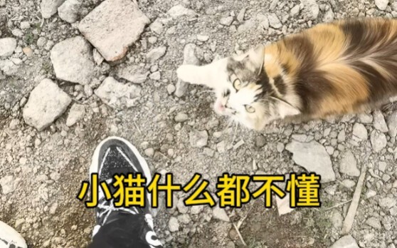 The kitten abandoned in the wasteland will surely rise from the ashes.
