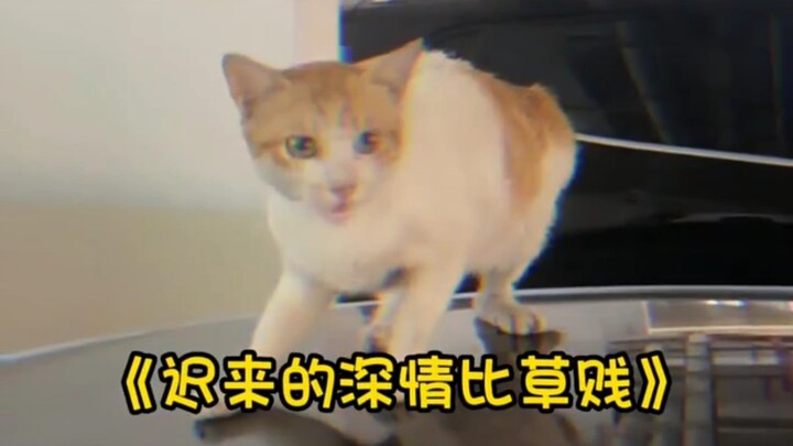 Kucing pun merasa kadang-kadang manusia terlalu berubah-ubah; Kucing: Untuk menguasai seorang manusi