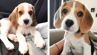 Let's See What These Adorable Beagle Puppies Are Doing😍😘 | Cute Puppies