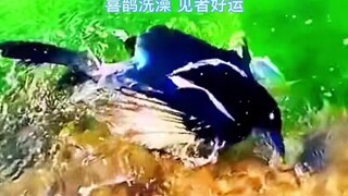 Grandpa says that seeing magpies bathing is extremely rare—only super lucky people get to witness it