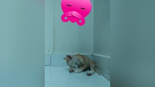 Chiều về thấy ku cậu ngồi tắm kute quá đi meocon meow meocute