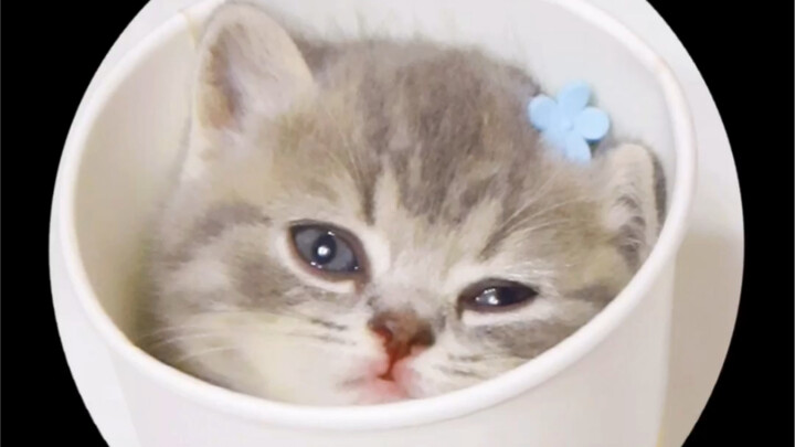 Cô nàng sushi hình như đã phải lòng Coca rồi, làn da này… có liên quan đến việc uống Coca không nhỉ?