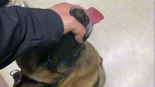 In the elevator, he had no choice but to hold the dog's mouth with his hand!