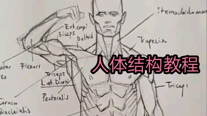 Tutorial Menggambar Struktur Tubuh Manusia dengan Pensil Tunggal