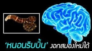 มารู้จักกับหนอนริบบิ้นกันเถอะ