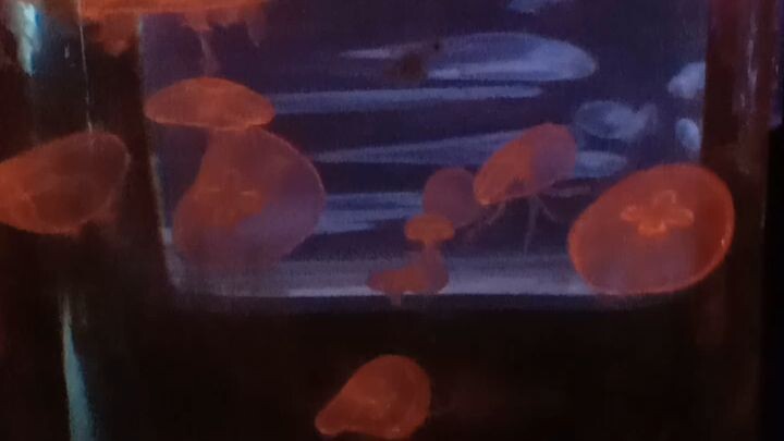 jelly fish