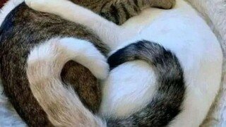 “妈妈你看！猫猫在对我比心♥哎！”