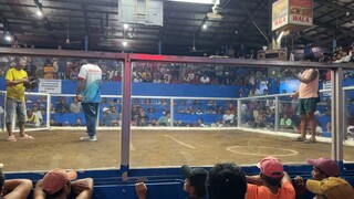 4 Stag Derby Nasugbu Cockpit Arena Golden Boy UNSCRATCHED