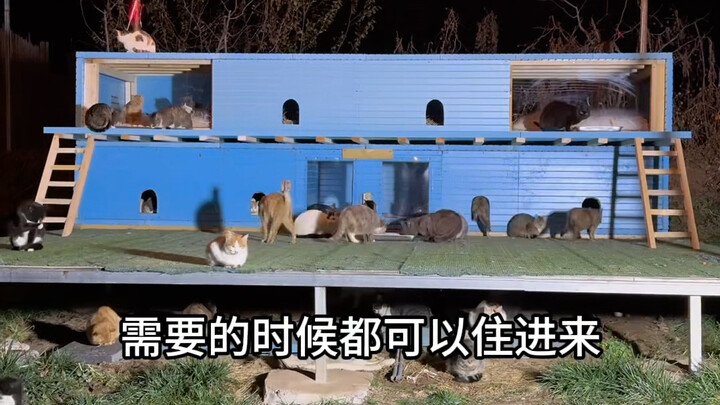 Ada seekor kucing yang selalu berbaring di lantai dingin; setelah diselidiki, kemungkinan alas tidur