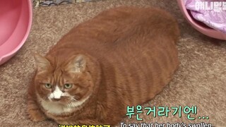 Kisah penurunan berat badan kucing berusia 18 tahun~ Sama saja dengan seseorang yang berusia lebih d
