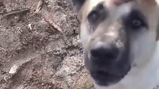 غوزي: هل أنت نمر؟ اهرب! لا أستطيع التعامل معك هكذا!