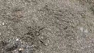 sparring whites vs bulik