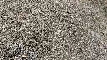 sparring whites vs bulik