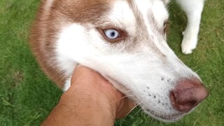 The Husky has been fostered for three days. What will be its reaction when it sees its owner?