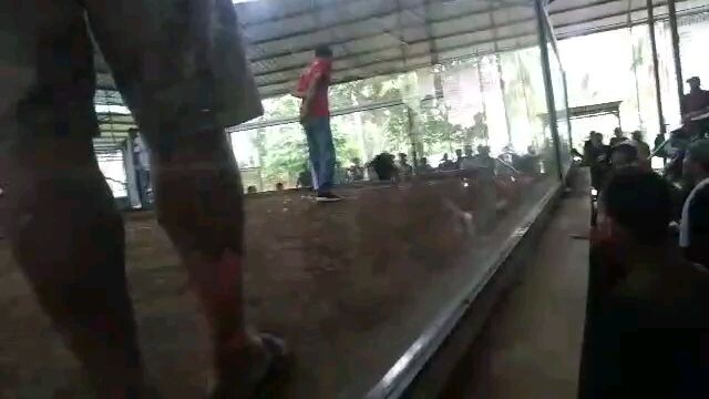 Quezon sabsaban cockpit another wins ulit