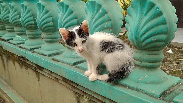 Funny Cat : Cute Kitten vs BIG Cat Ambyar 🐈vs 🐱 #likecat, #kucinganggora