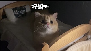 千万不要把猫抛下独自出去旅游