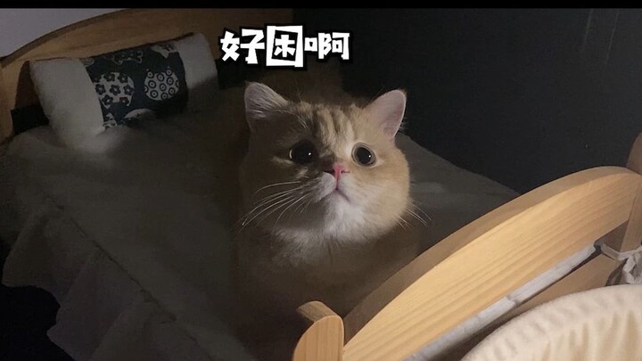 Never leave your cat behind when traveling alone