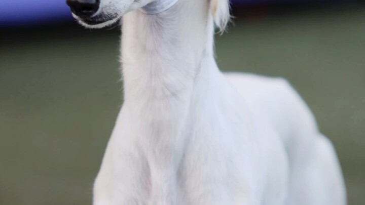 Para Pria Tampan di Pameran Anjing