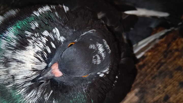 bird