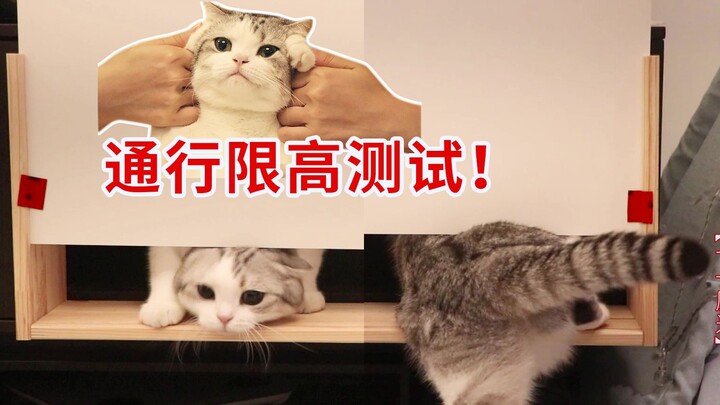 Mèo thực sự là chất lỏng? Thử xem mèo có thể chui qua khe hẹp đến đâu!