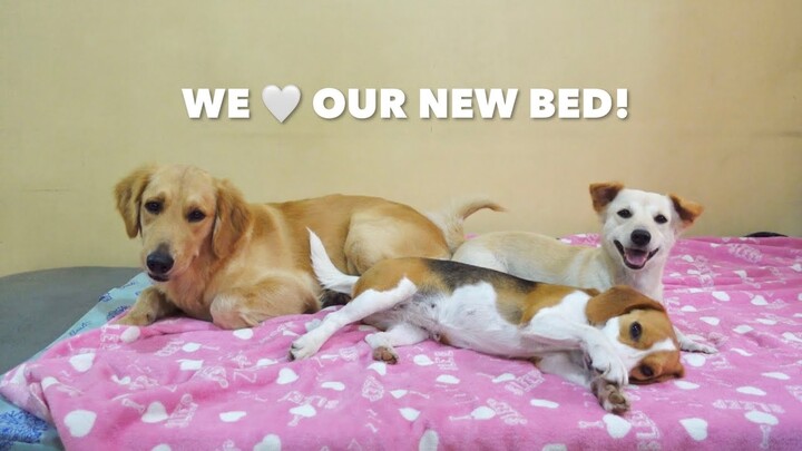 OUR DOGS‘ REACTION TO THEIR NEW BED 🤍