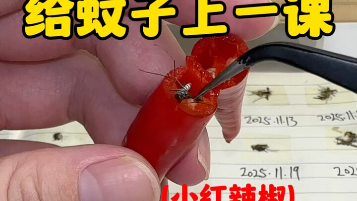 【Anh chàng diệt muỗi Bilibili】Up chủ đang khám phá, mời đón xem và nhấn like, subscribe, chia sẻ nhé