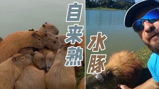 一次躲雨，被野生水豚当做朋友了，什么叫动物界交际花啊