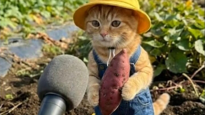 Kentang manis yang baru digali, kamu mau dimasak apa?