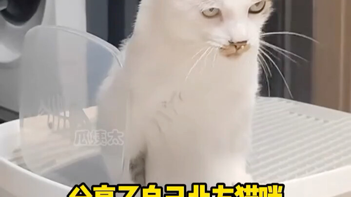 แมวภาคใต้: ร้อนไม่ร้อนก็ไม่รู้สิ! แมวภาคเหนือ: พื้นนี่เย็นจนมือชาเลยนะ