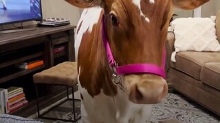 The calf doesn't like to stay with its own kind, but likes to stick to the hostess, watch TV and eat