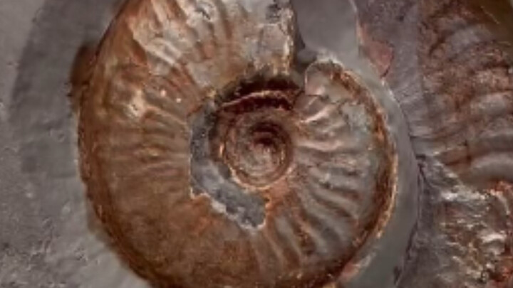 Fossil hunters of Hunter x Hunter are intently searching for their prey—ammonite fossils!