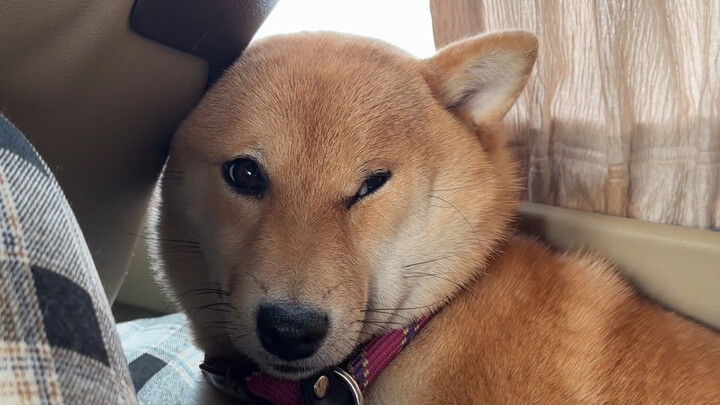 Anjing juga seperti anak kecil, seiring bertambahnya usia, mereka pun tiba-tiba mulai “membuka akal”