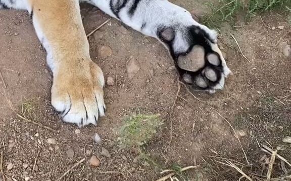 【Hổ】Cận cảnh nựng móng vuốt và đệm thịt của hổ