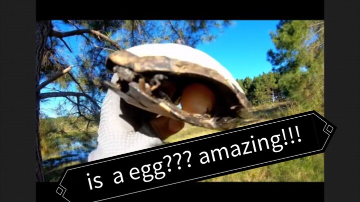 Egg in a turtle Shell (Uruguay)