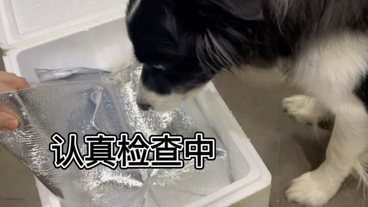 Immersive puppy陪你 unboxing